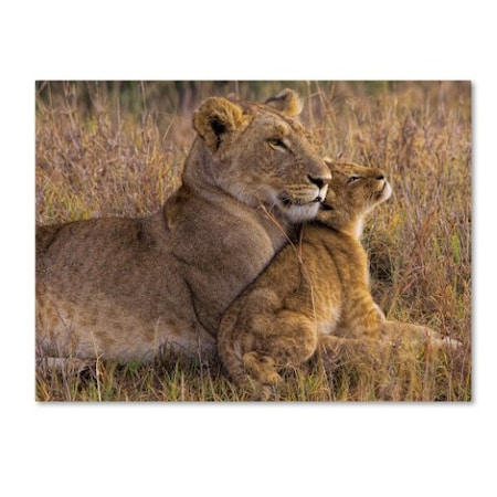Henry Jager 'Baby Lion With Mother' Canvas Art,35x47